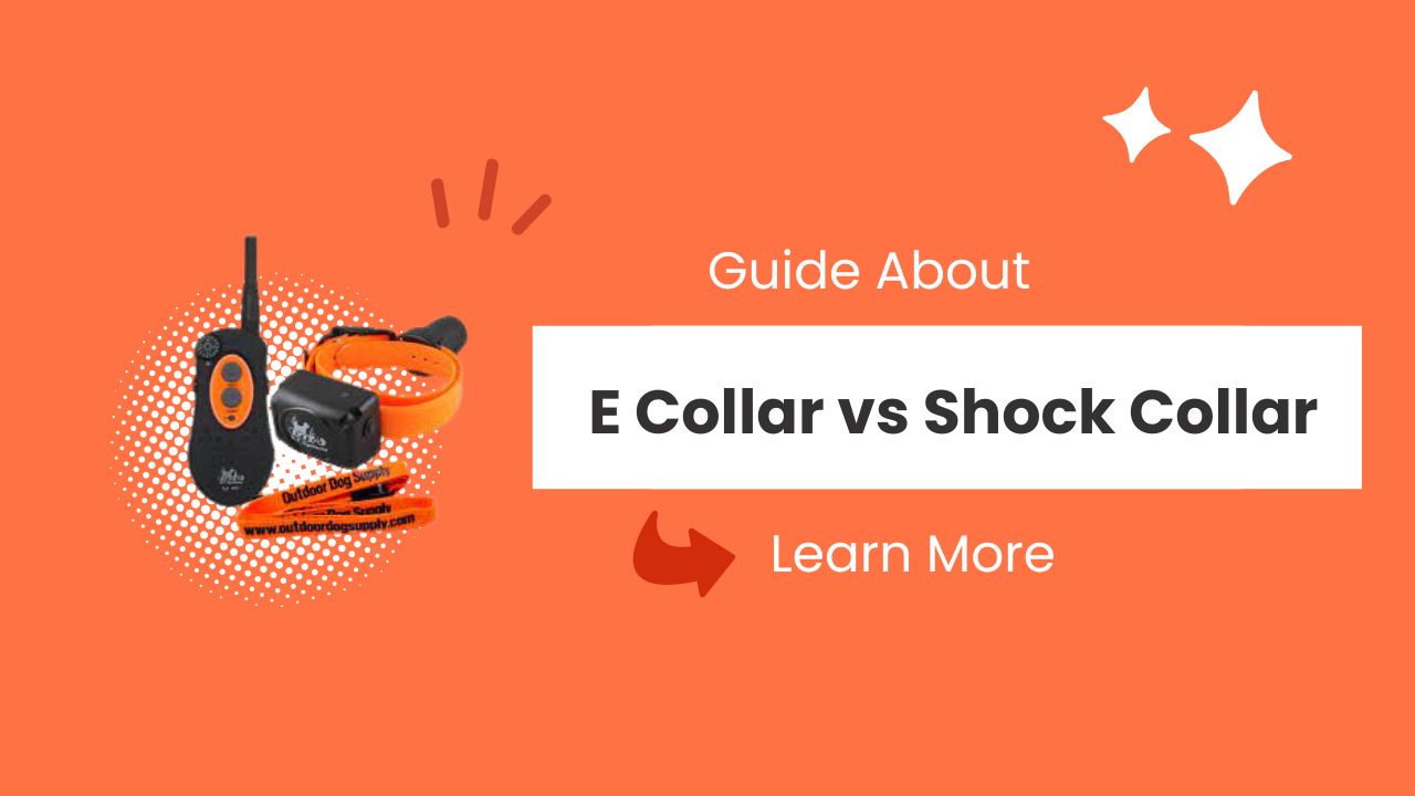 e collar vs shock collar