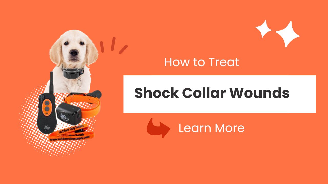 How to Treat Shock Collar Wounds