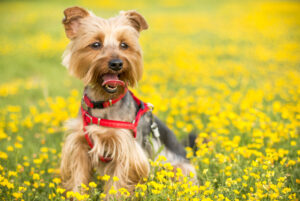 can you use shock collar on puppy