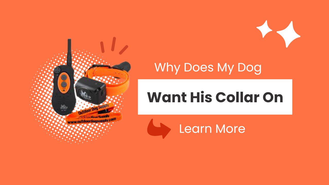 Find Out Why Does My Dog Want His Collar On 2023