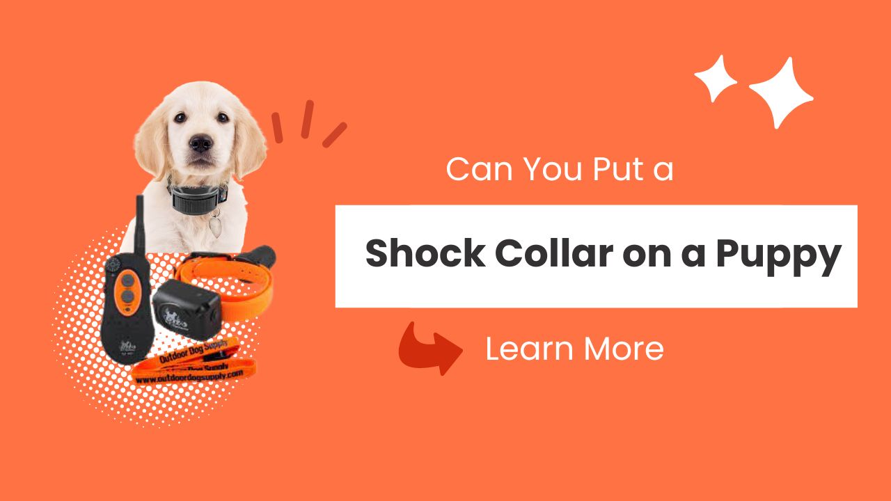 Can You Put a Shock Collar on a Puppy?