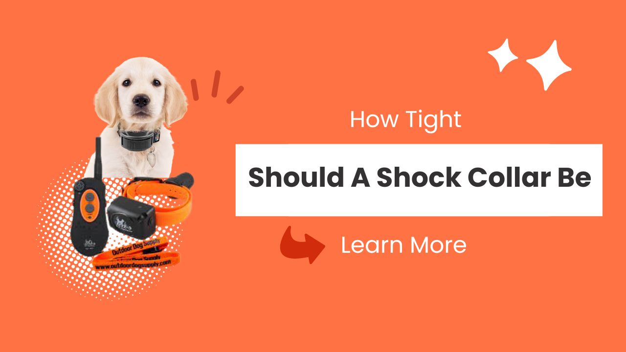 How Tight Should A Shock Collar Be