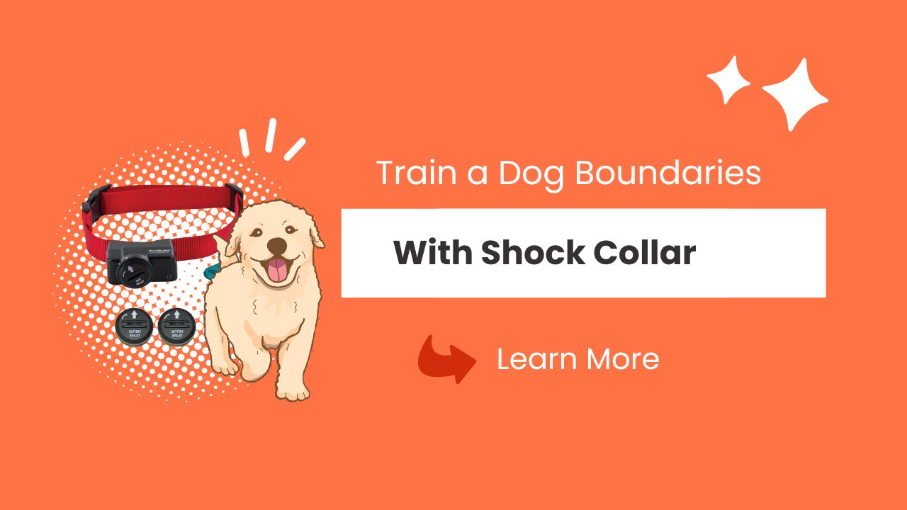 How To Train a Dog Boundaries With Shock Collar