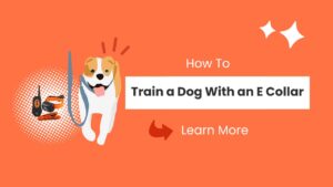 How To Train a Dog With an E Collar