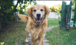 invisible fence collar troubleshooting