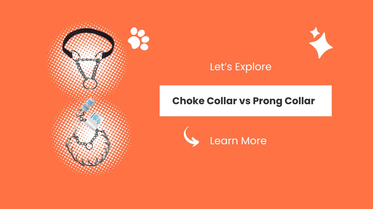 Choke Collar vs Prong Collar