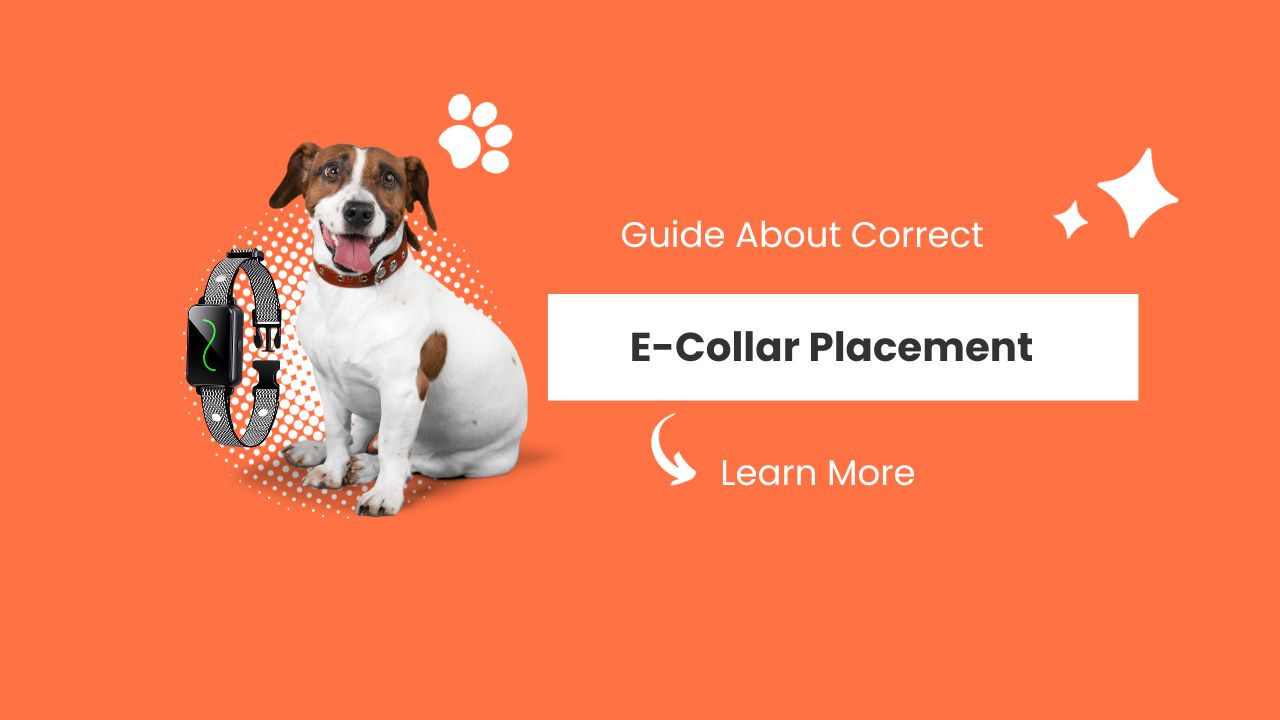 Correct E-Collar Placement