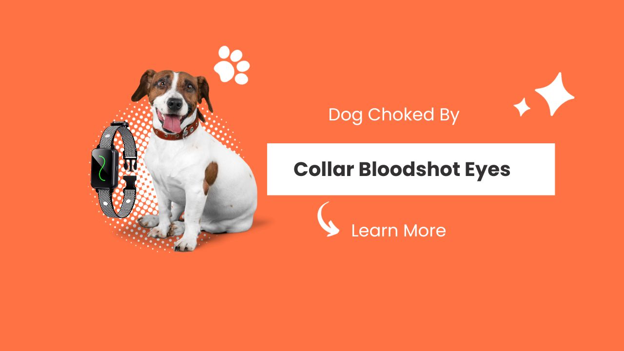 Dog Choked By Collar Bloodshot Eyes