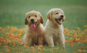 Golden Retriever Puppies