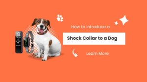 How to Introduce a Shock Collar to a Dog