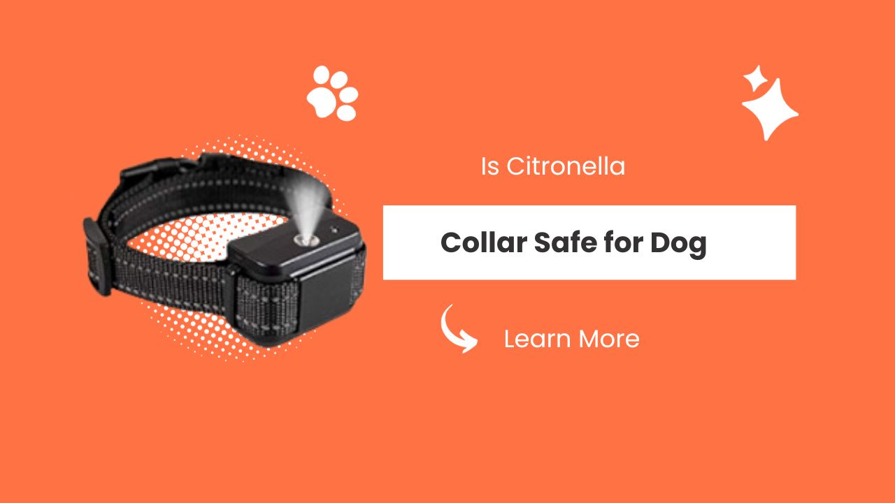 Is Citronella Collar Safe for Dog