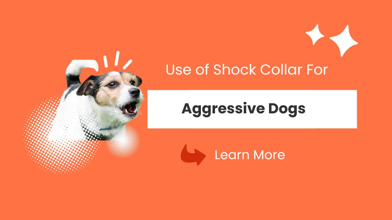 Shock Collar For Aggressive Dogs