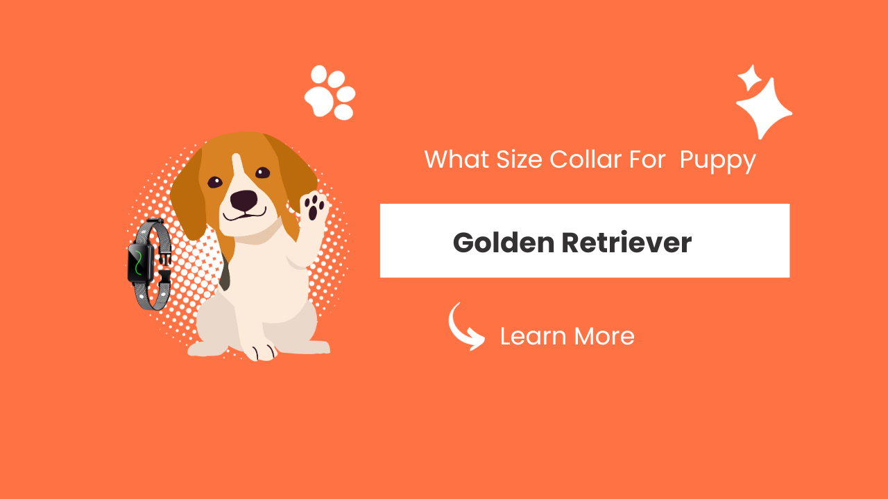 What Size Collar For Golden Retriever Puppy