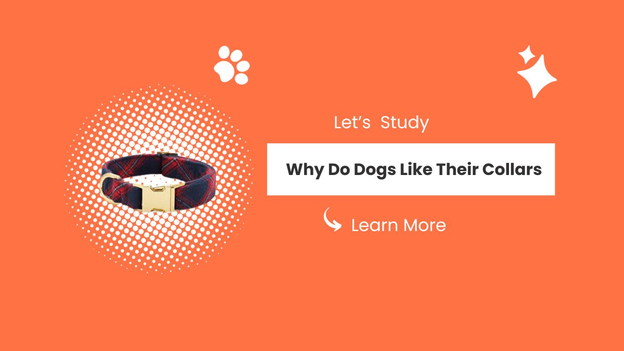 Why Do Dogs Like Their Collars? Pet Owners Must Read 2023
