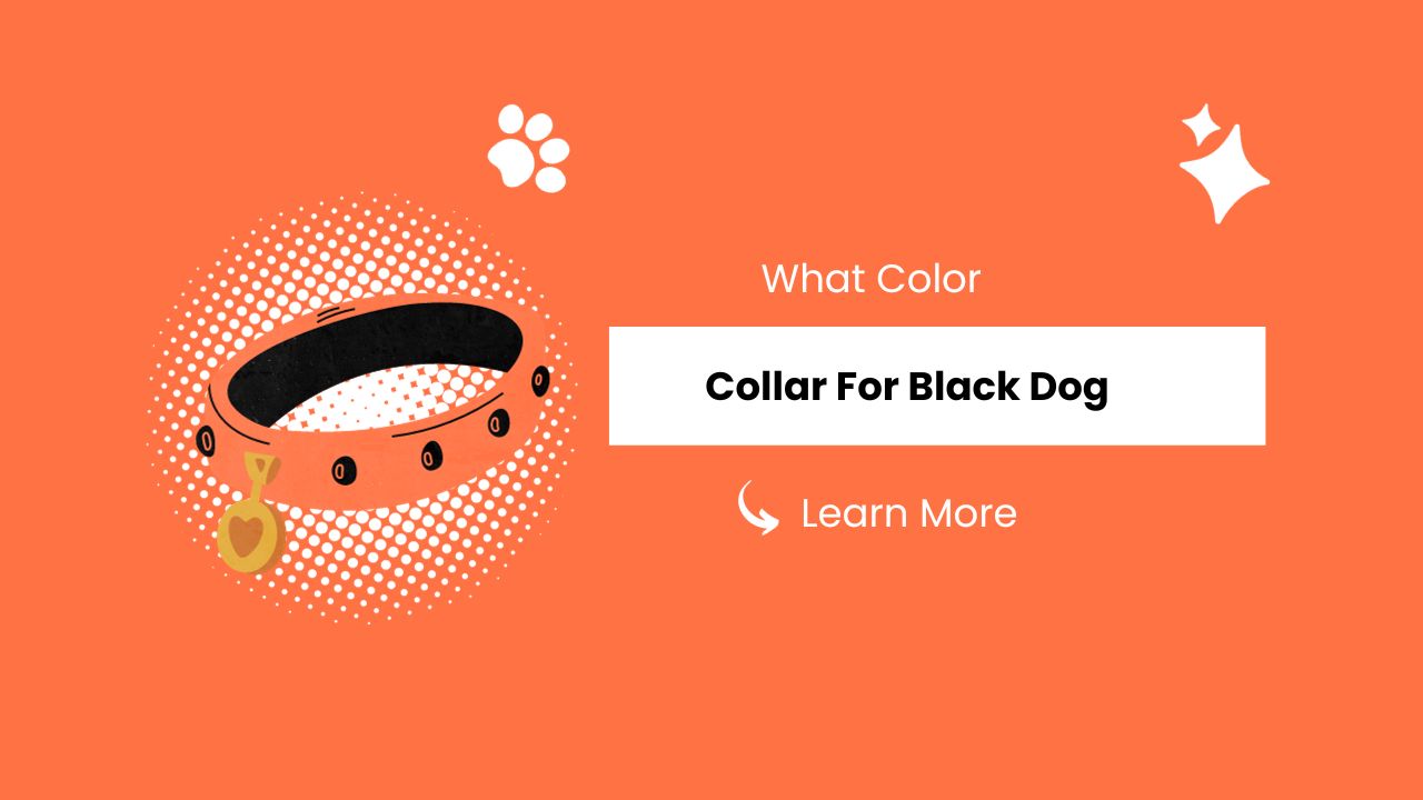 What Color Collar For Black Dog