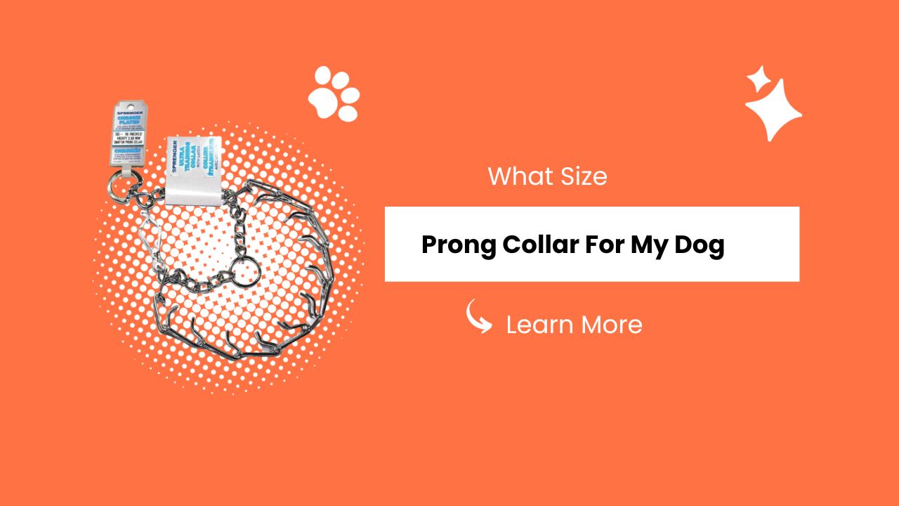 What Size Prong Collar For My Dog