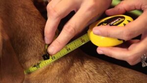 how tight should a dog collar be, dog latest guide