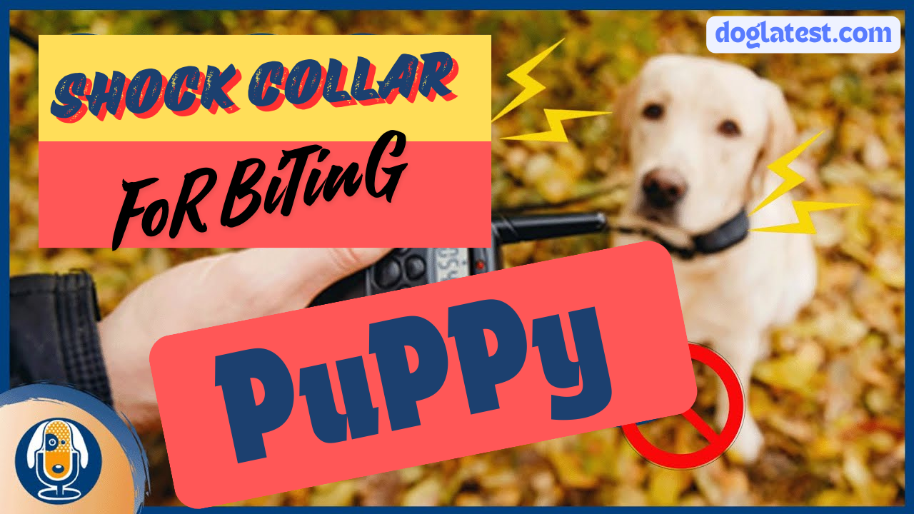 shock collar for biting puppy, dog latest