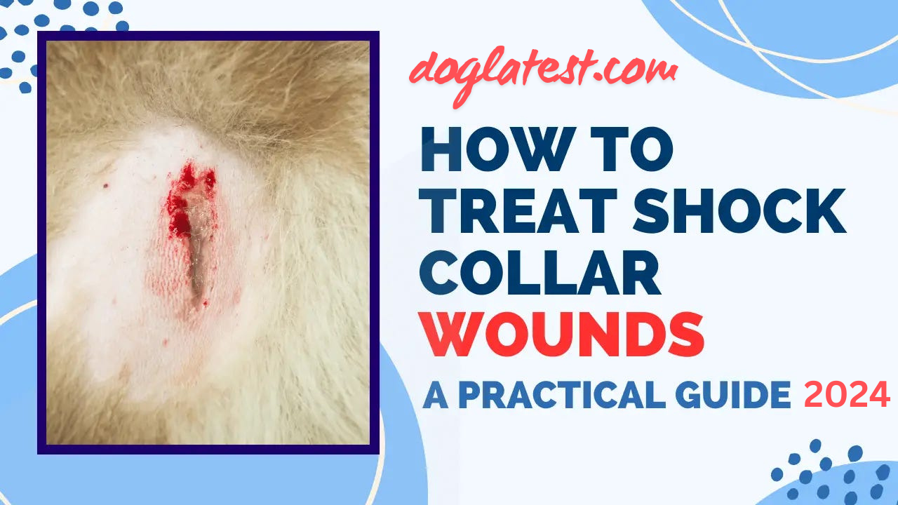 how to treat shock collar wounds