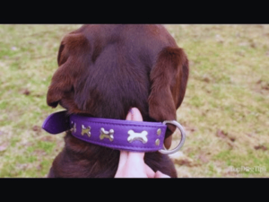 how tight should a dog collar be, dog latest