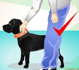 how tight should a dog collar be, dog latest guide, Training Your Dog to Wear a Collar