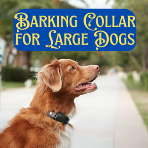 best barking collar for large dogs, dog latest