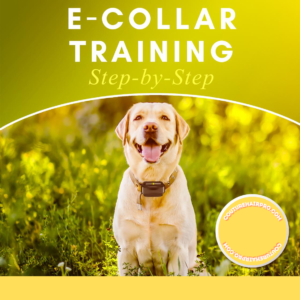 step by step guide of e collar training