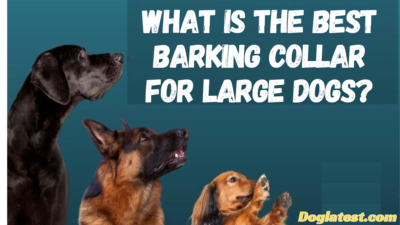 what is the best barking collar for large dogs dog latest