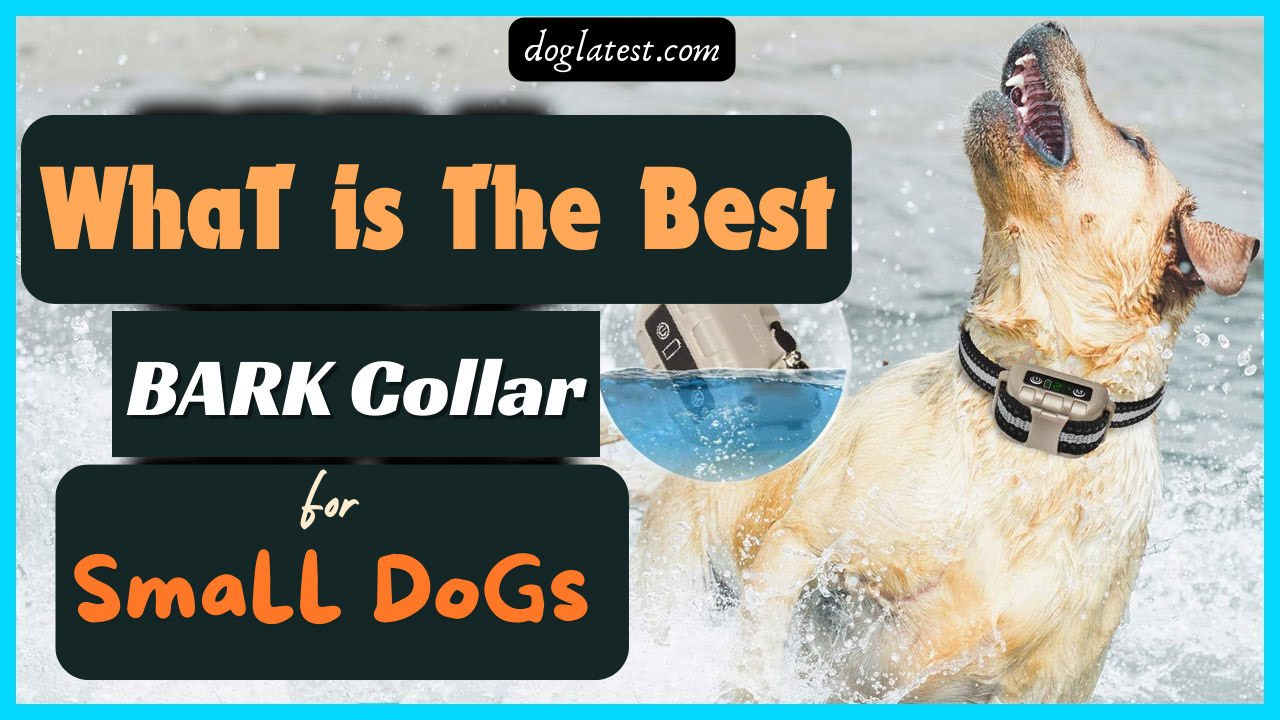 what is best bark collar for small dogs, dog latest guide 2024