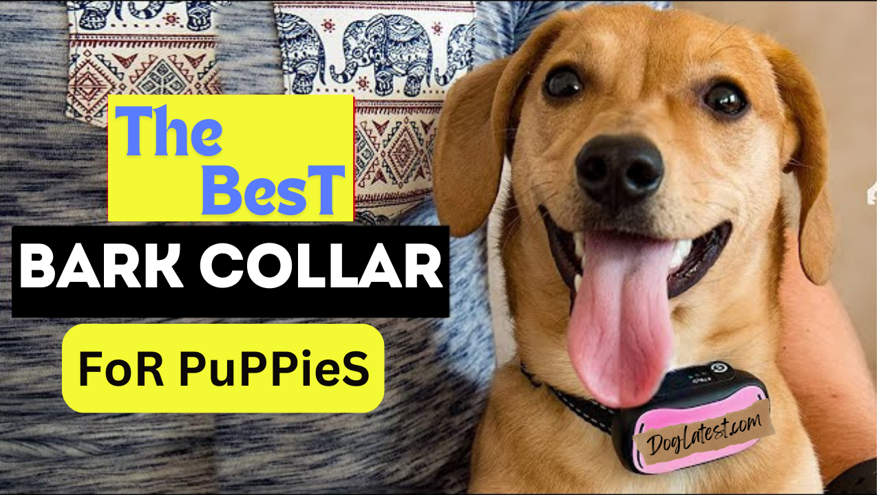 best bark collar for puppies, dog latest guide, best collar for dogs