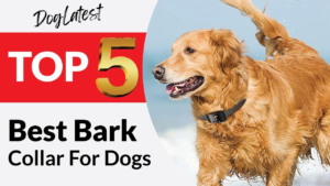 best bark collar for dogs, dog latest guide