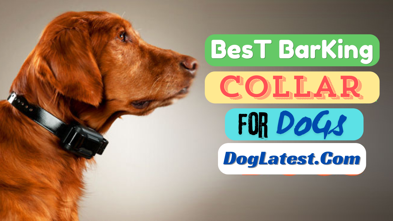 best barking collar for dogs, dog latest