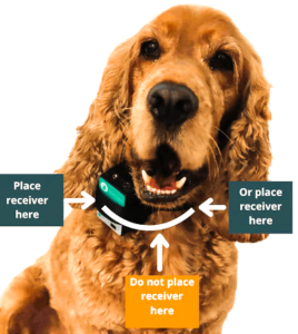 static shock collars, dog latest, best dog latest guide in 2024, best barking collar for dogs