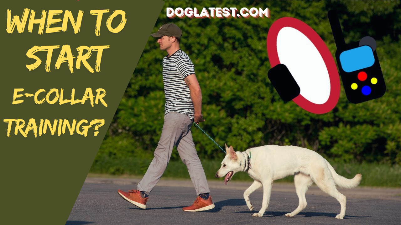 when to start e collar training, dog latest, best dog training