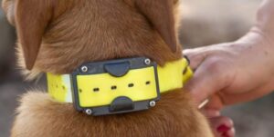 how to use electronic collar for dogs safely, electronic collar for dogs,