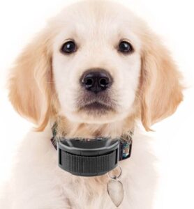 electronic collar for dog, dog latest guide