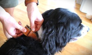 how to test dog collar, testing dog collar, dog latest