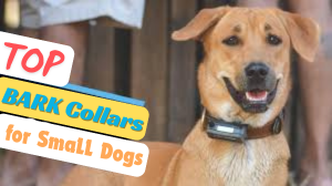 top bark collars for small dogs, best bark collar for small dogs