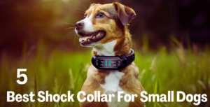 best dog shock collar for small dogs, dog latest, latest dog guide, shock collars