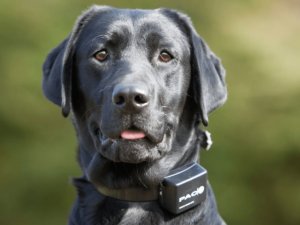 what are shock collars for dogs, shock collars for dogs, dog latest guide