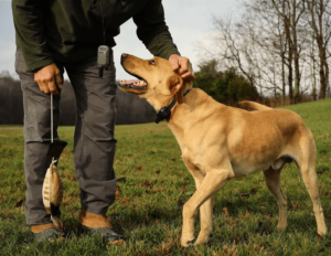 dog training collar with remote, dog latest, best dog care guide