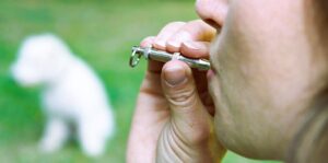 how to use dog whistle for training, dog latest, best dog guide, dog whistle for training