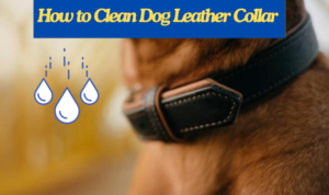 how to clean dog leather collar, dog latest, how to clean dog collars