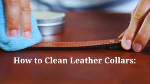 how to clean leather collars, dog latest guide, how to clean dog collars, clean dog collars, how to clean dog collar 