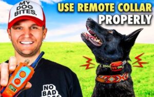 hw to properly use a dog training collar with remote, dog training collar with remote, dog latest guide