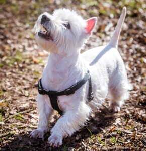 how to use shock collar, best dog shock collar for small dogs