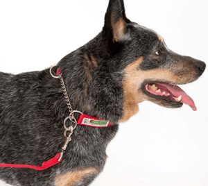 dog training collars, dog latest guide, dog latest, best dog training, top dog training collars