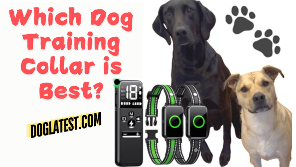 dog training collars. best dog training collar, dog latest