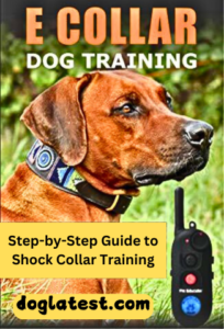 how to train dog with shock collar, dog latest, dog collar guide