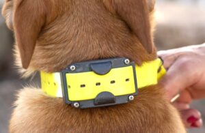 what is an e-collar, dog latest, best dog care guide